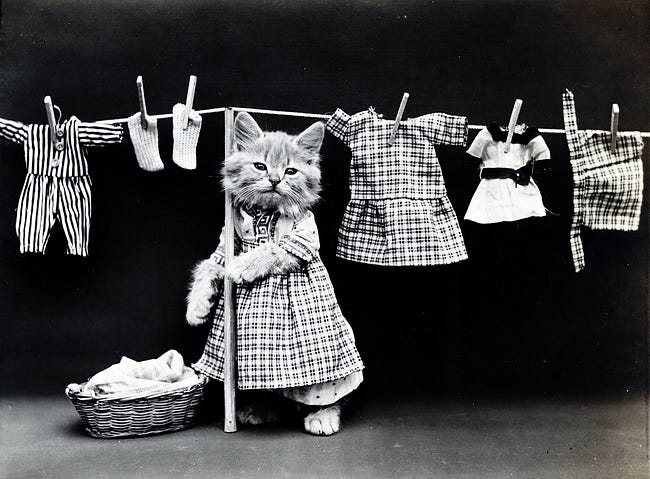 Adorable kitten in a pinafore puts washing on the line.