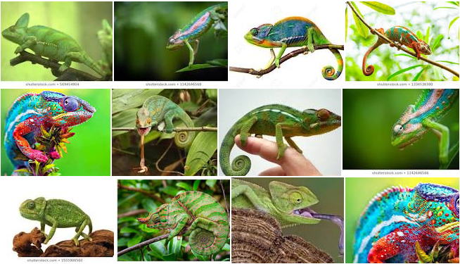 image image of a chameleon that changes color depending on the appearance of its surroundings