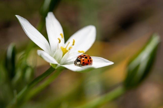 A ladybug is perched on a white flower petal.
