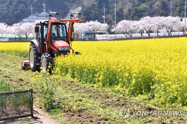 a bulldozer razes a field of canola flowers
