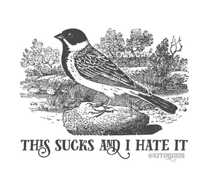 A drawing of a bird, with the words “This sucks and I hate it”. Credit: instagram.com/effinbirds/