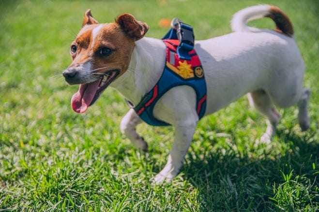 A white and brown colored dog in a colorful harness