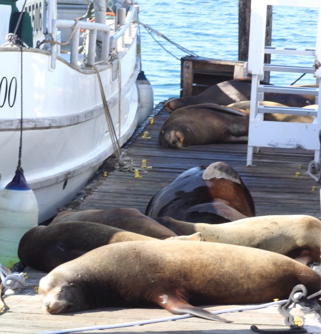 Sea lions sleep on dock at Morro Bay