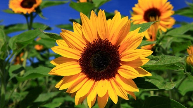 A sunflower in the forefront with sunflowers in the background.