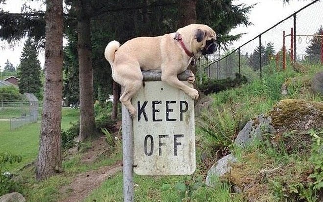 Dog on top of a sign. Courtesy of lifebuzz.com