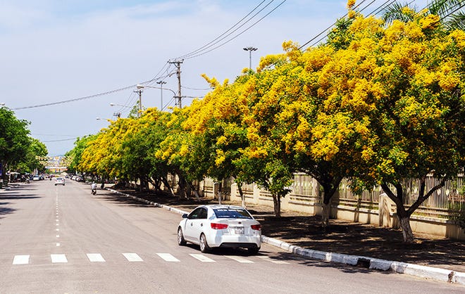 Cây Giáng Hương ưa nắng, ưa sáng, thích hợp với nhiều điều kiện đất trồng và thời tiết khác nhau