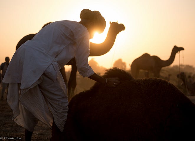 Pushkar-5