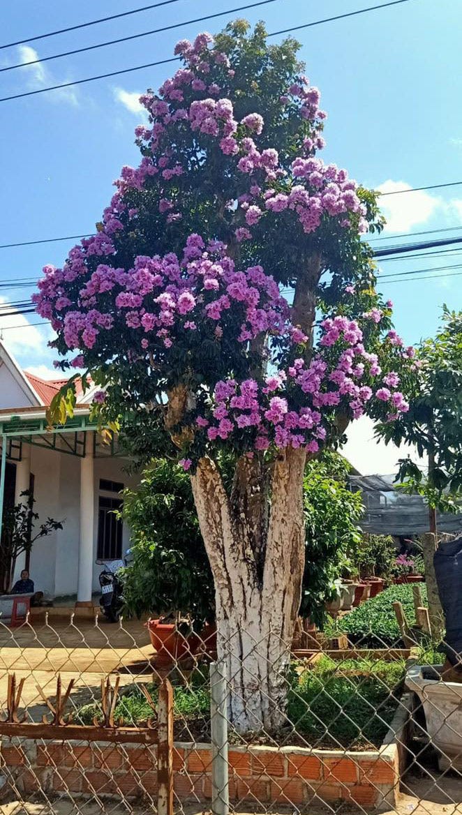 Bằng lăng là một trong các loại cây công trình phổ biến nhất hiện nay.