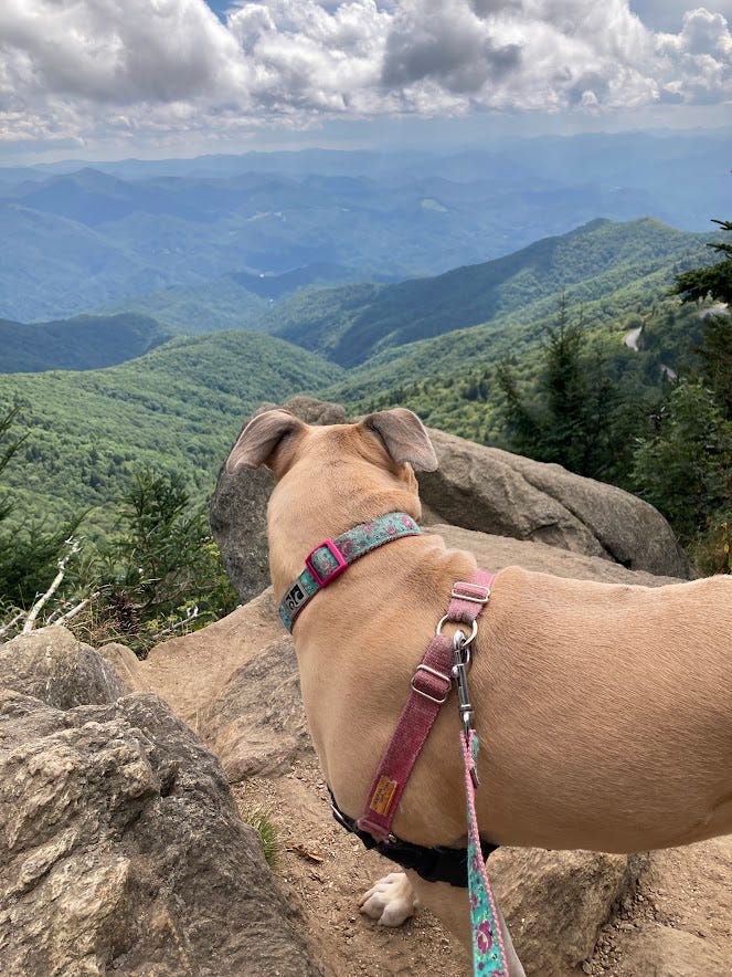 My pittie Lydia enjoying the view from the peak.