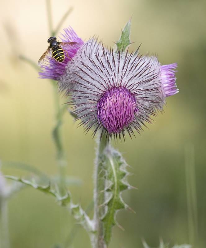 Photo of Cirsium edule blossom with pollinator, by Rod Gilbert.