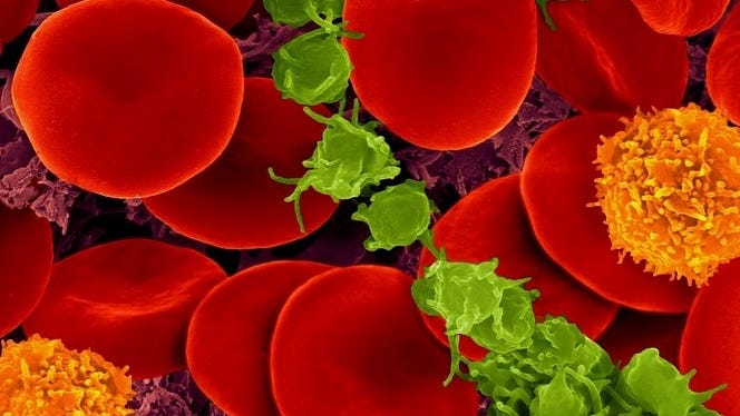 Donut-shaped RBCs surrounded by other blood molecules