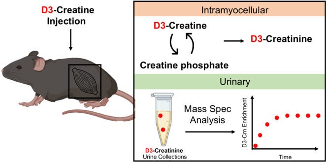 d3 creatine dilution method