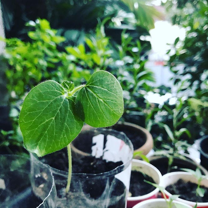 Seedling spruting from a small pot made of recycled plastic bottle, surrounded by other pots in a tuny garden.