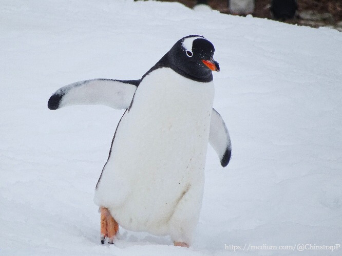 Photo of a gentoo penguin waddling along snowy ground in Antarctica.