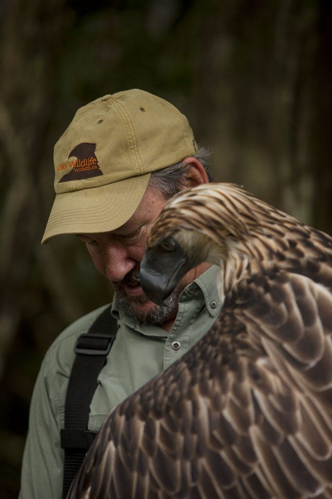 Joe Atkinson training male Philippine eagle using falconry techniques for documentary film about eagle conservation