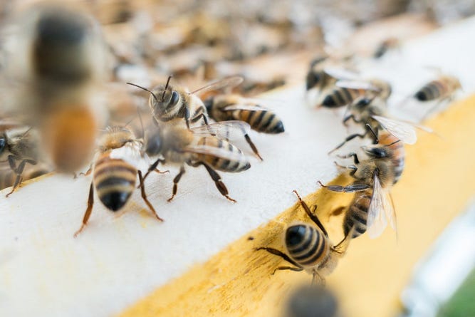 “Укрпочта” после скандала с умершими пчелами отказалась от их перевозки