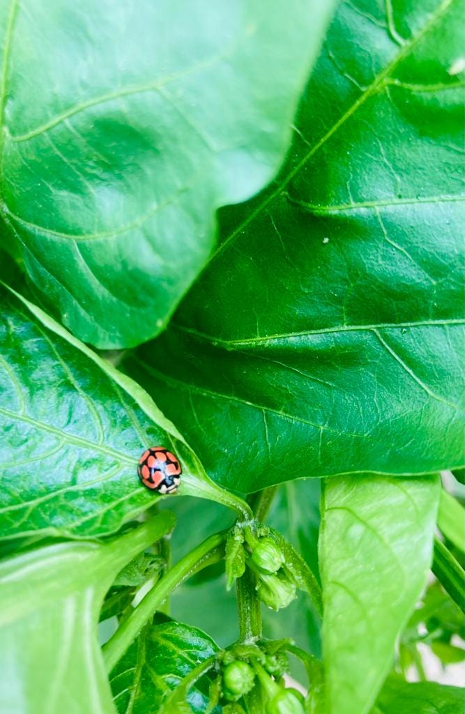 A ladybug visiting the vegetable patch.