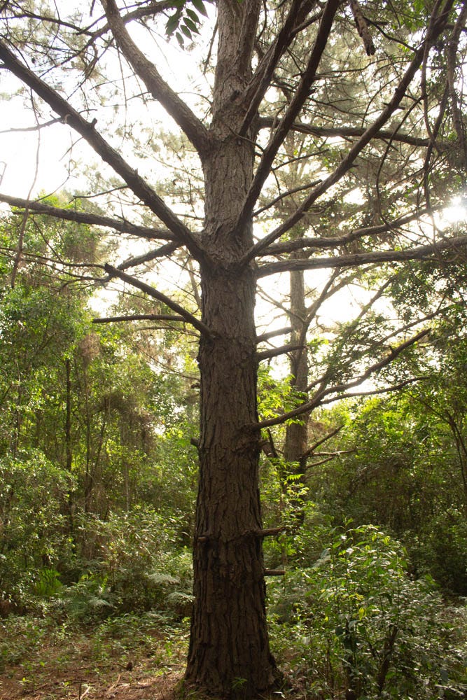 Árvore exótica de características distintas em meio à Mata Atlântica.