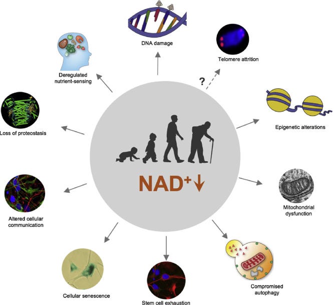 How NAD+ react with our cells