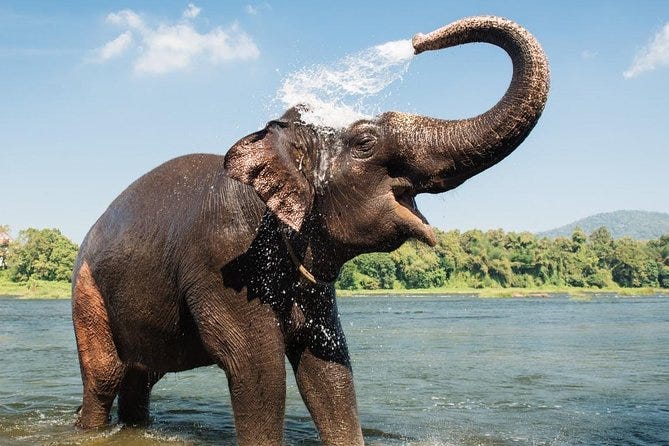 Kodanad Elephant Training Centre