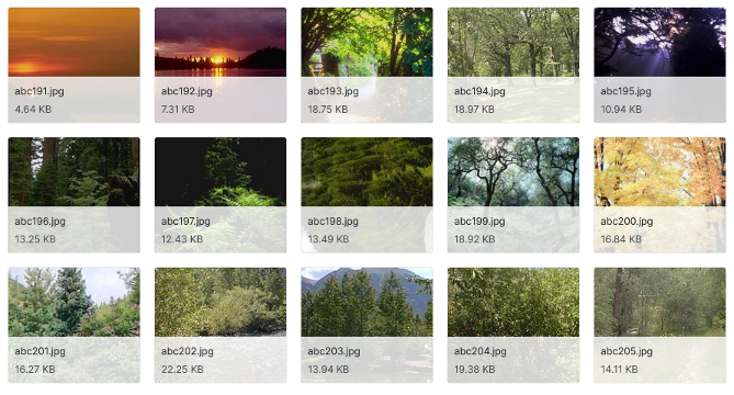 Figure 1: Examples of images from the dataset.