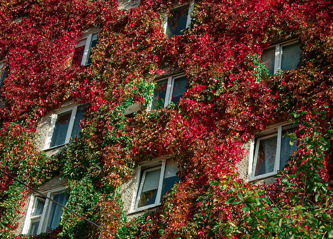 Ivy covered windows on a large building