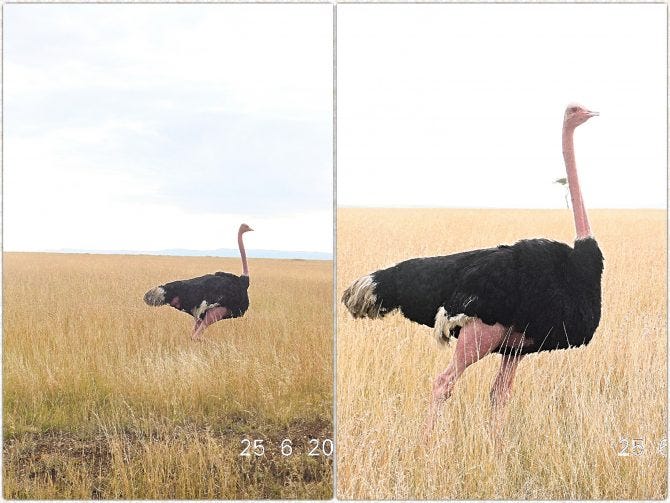 Ostriches at Mara triangle