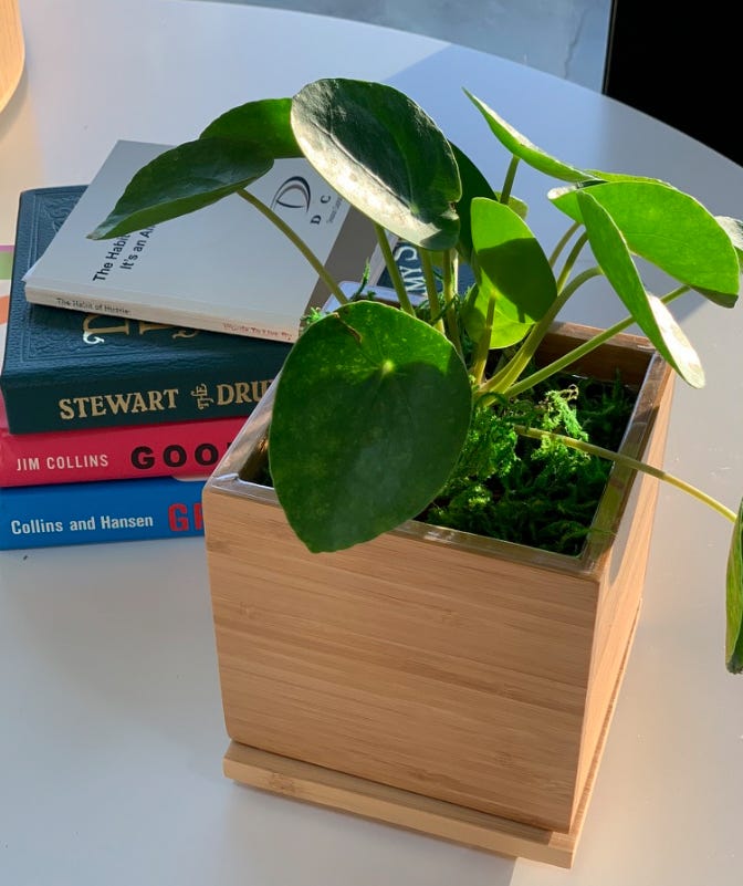 Desktop Garden Box