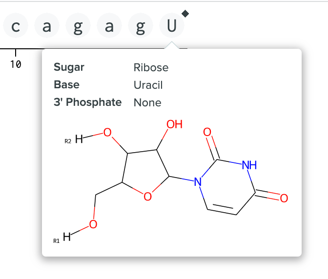 Row of five circles representing nucleotides in a modified RNA sequence. Thee circle labeled “U” has a large tooltip underneath with the text “Sugar Ribose”, “Base Uracil”, and “3' Phosphate None”. The tooltip also contains an image of the nucleoside chemical structure, with no attached phosphate.