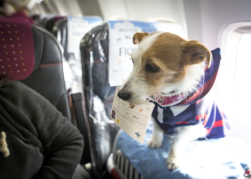 What Does the Future of Flying with Pets Look Like?