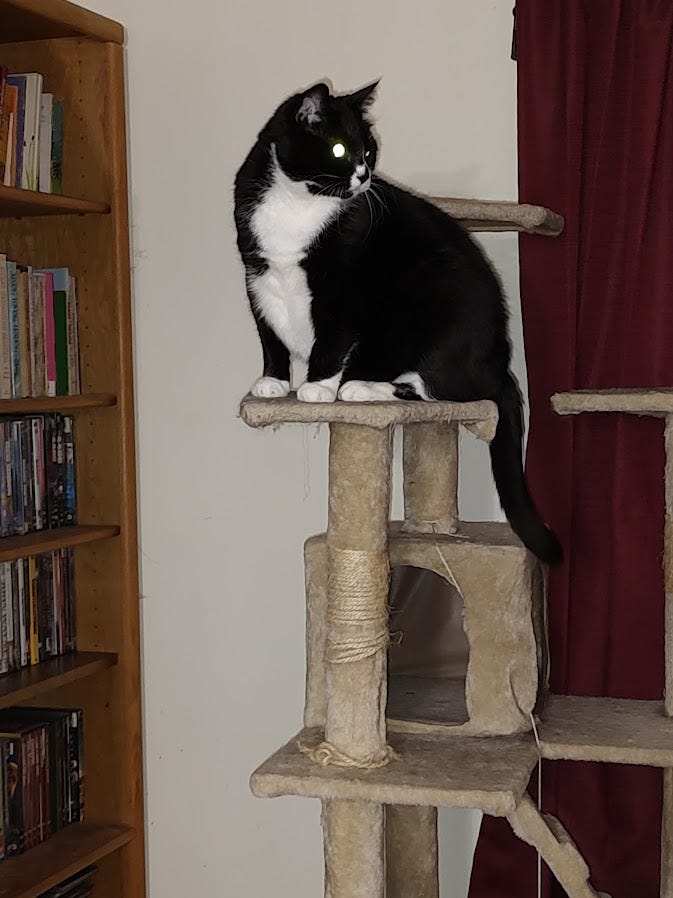 our tuxedo kitty, Bootsie, sits high atop a cat tree