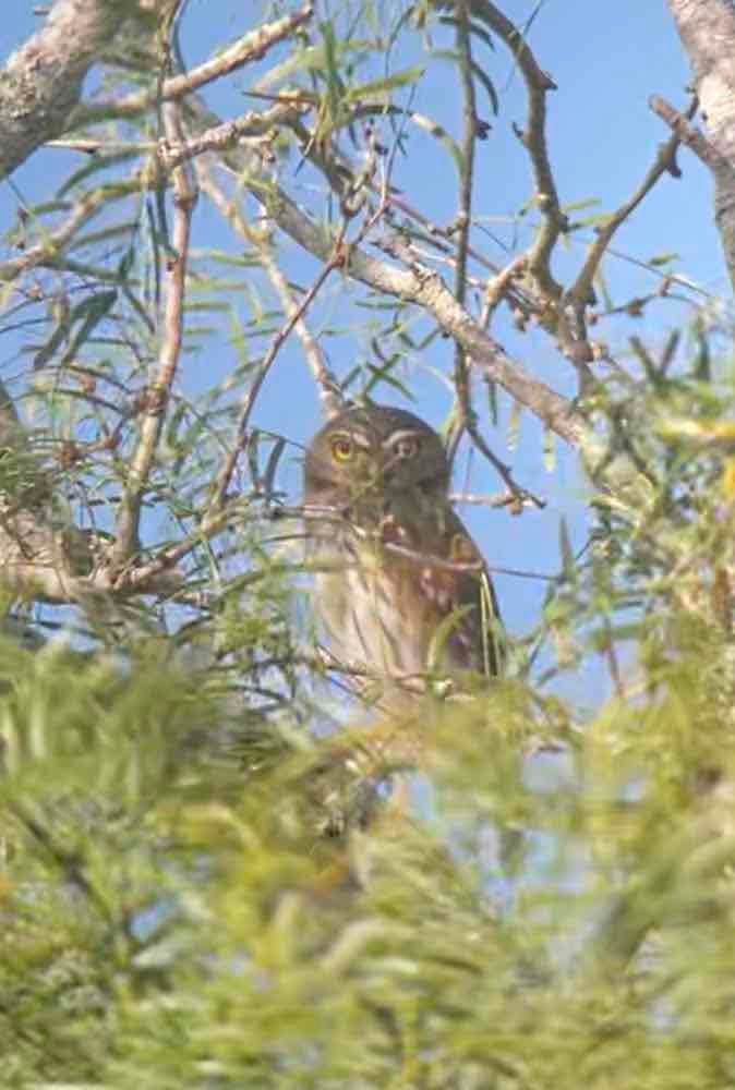 a brown owl peeks through a tangle of branches