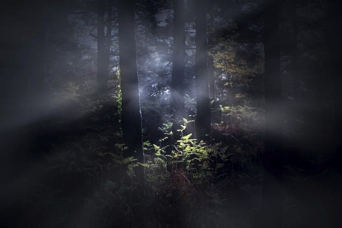 Foggy woods at dawn