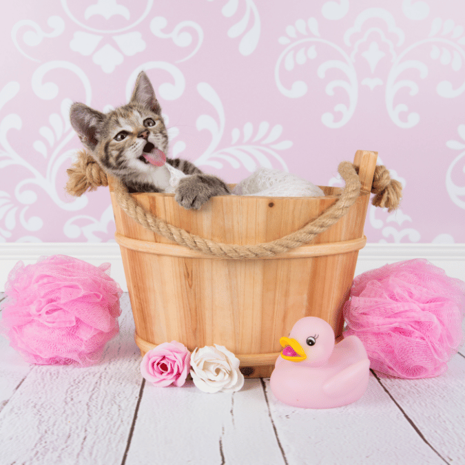kitten taking bath