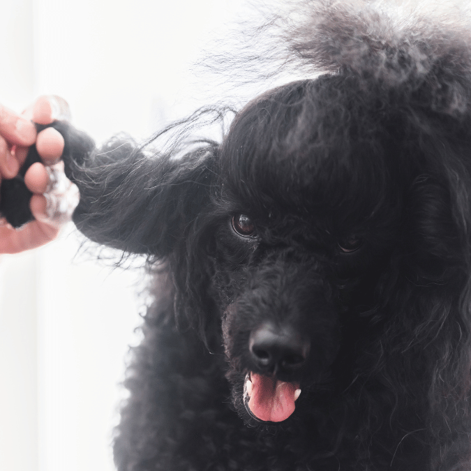 Removing Tangles and Matted Dog Hair