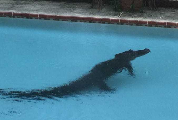 alligator-pool-1