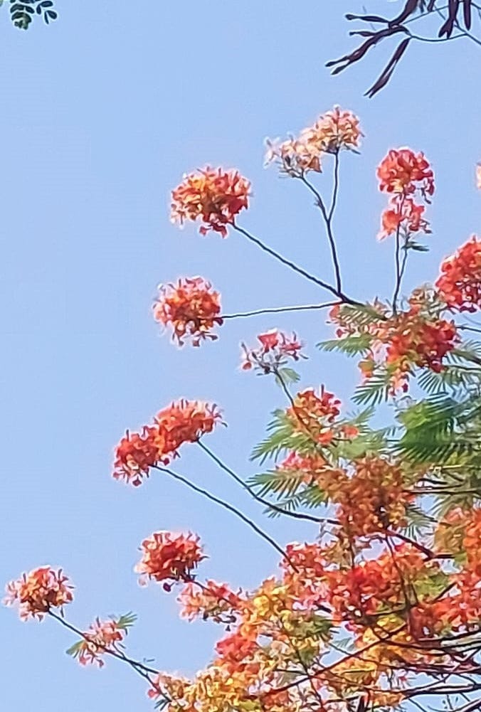 Flamboyant (flower) against blue sky