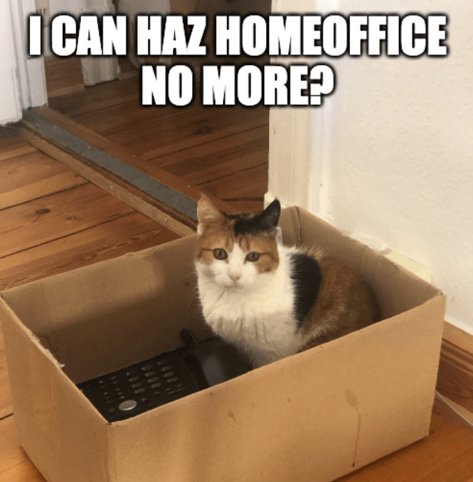 A cat inside a bot the the caption “ I can haz homeoffice no more?”