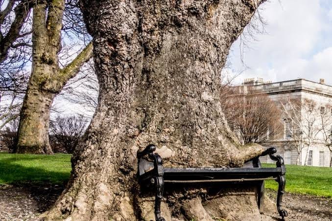 The Hungry Tree — Amazing Travel Destinations in Europe