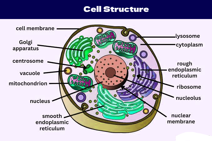 Investigating Essential Cellular Organelles (Free Notes Included)