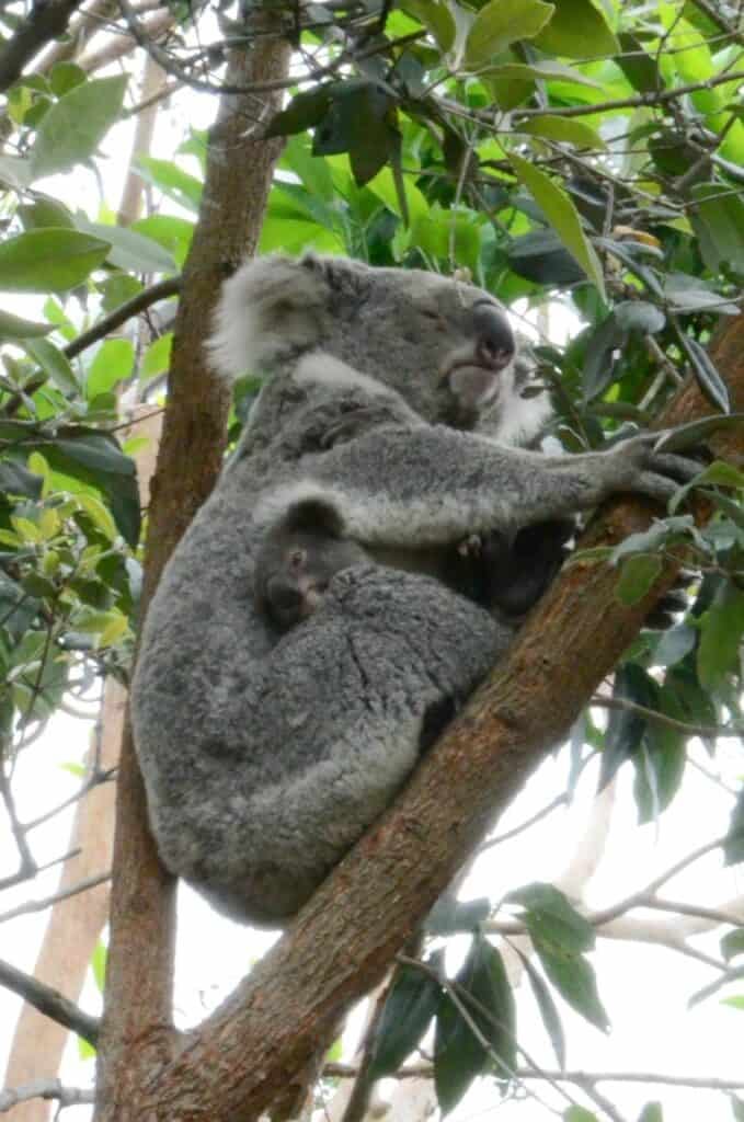 Koala