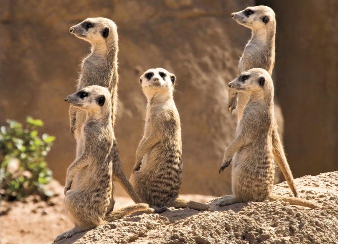 photo of a group of meerkats keeping lookout