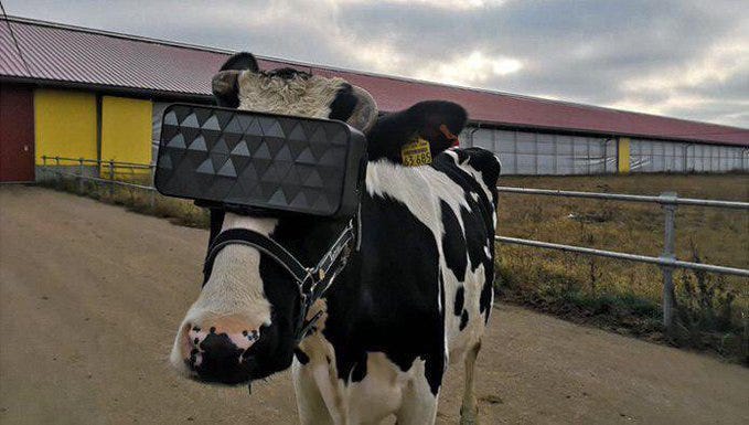 A cow wearing a VR headset