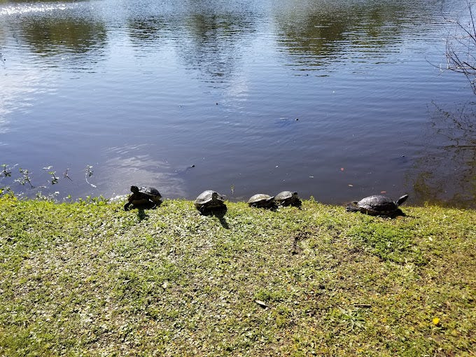 Things to do in North Myrtle Beach for Kids, turtles on the lake at McLean Park.