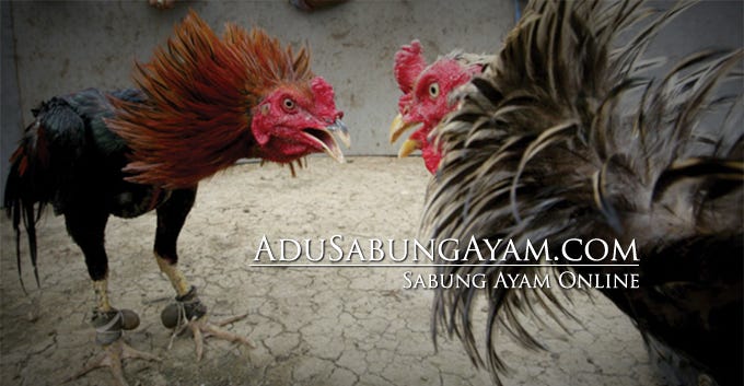 Anatomi Tubuh Ayam  Dan  Fungsinya  Blog Kesehatan Anda