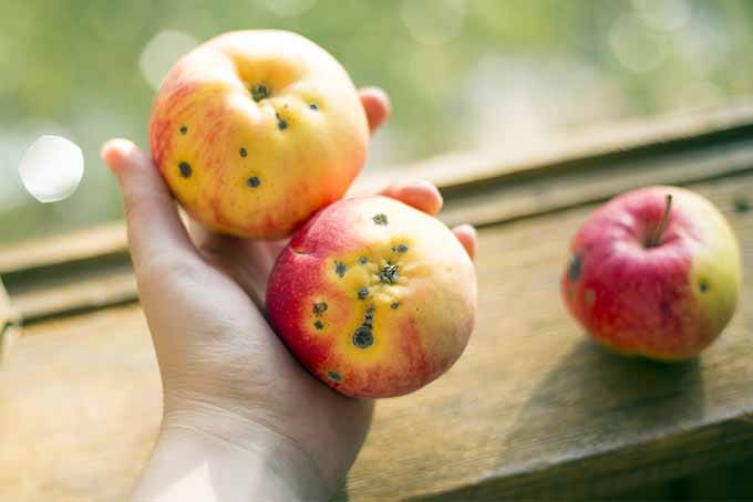 Apples affected by pests and bugs.