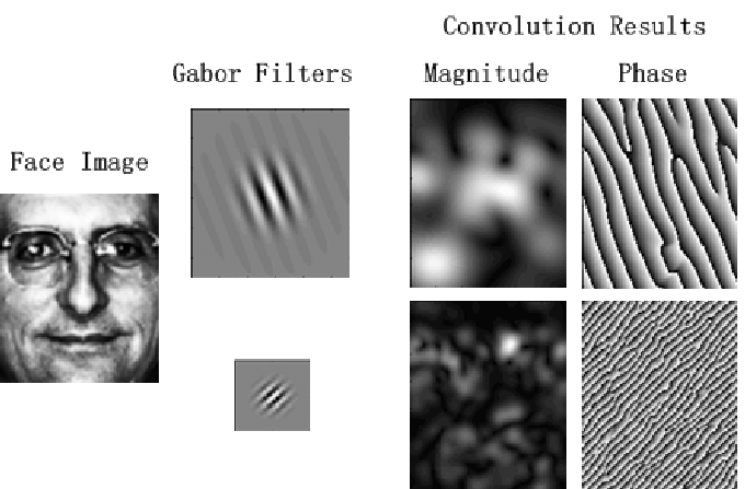 Convolution results of a face image with two Gabor filters. [3]