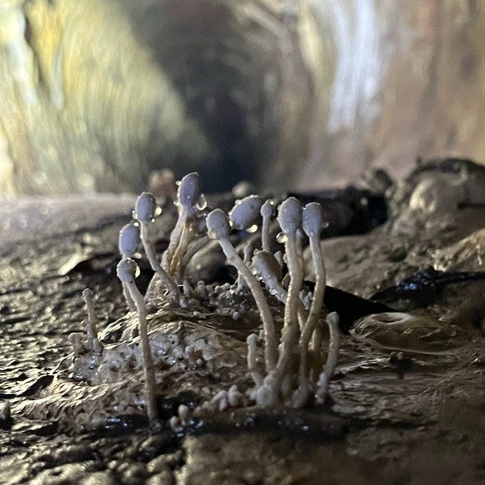 close up of fungus spores sprouting from sludge in the bottom of an old sewer pipe.