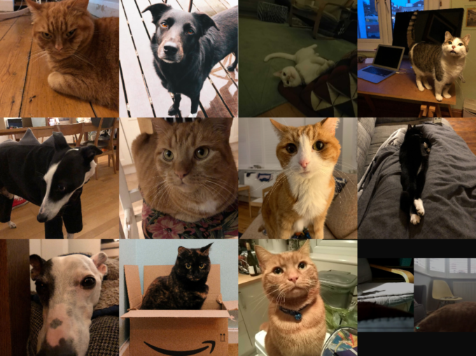 Photos of our pets.