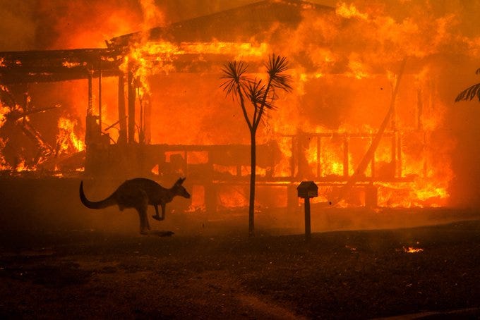 A kangaroo faces burning buildings in the town of Conjola, NSW, January 1st 2020. 
Matthew Abbott